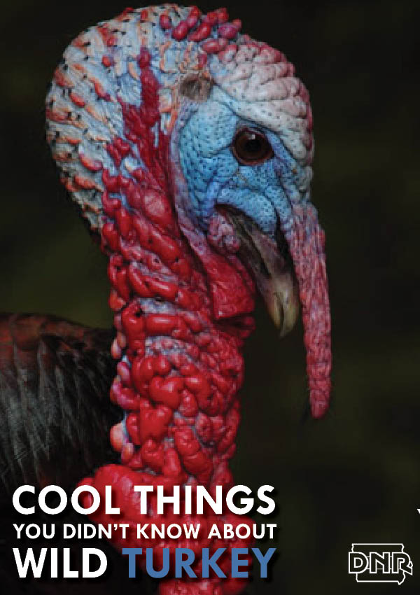 Cool things you didn't know about wild turkey from the Iowa DNR